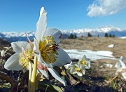 73 e via una parata di bellissimi elelbori !